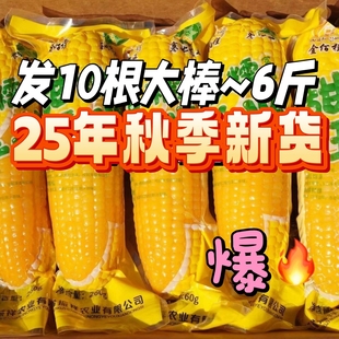 26【爆款】哈尔滨新鲜玉米黄糯玉米棒东北黑土地甜糯玉米真空包装