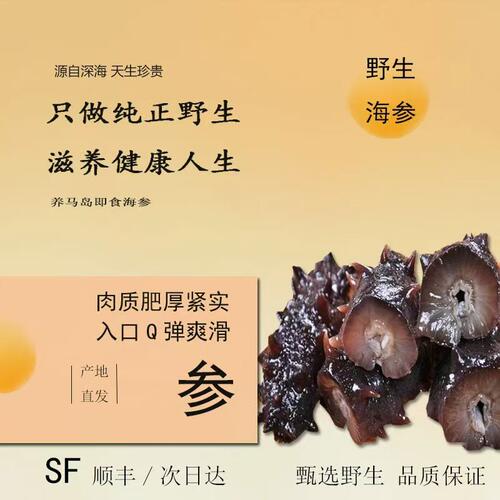 店主下海捕捞山东烟台海参野生刺