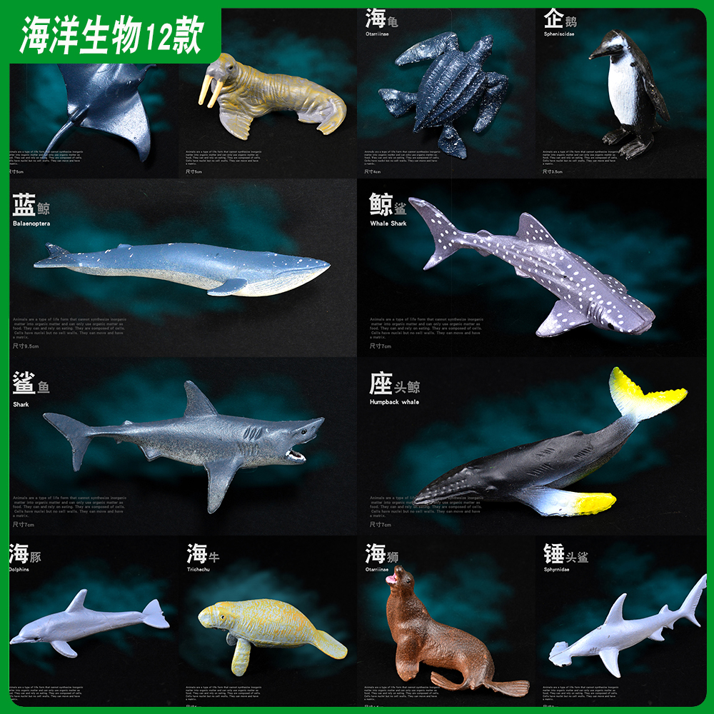 海豹认知仿真海洋世界动物模型