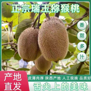 【江小芳和郭大胖】陕西正宗瑞玉即食猕猴桃净重3.6斤软硬两吃