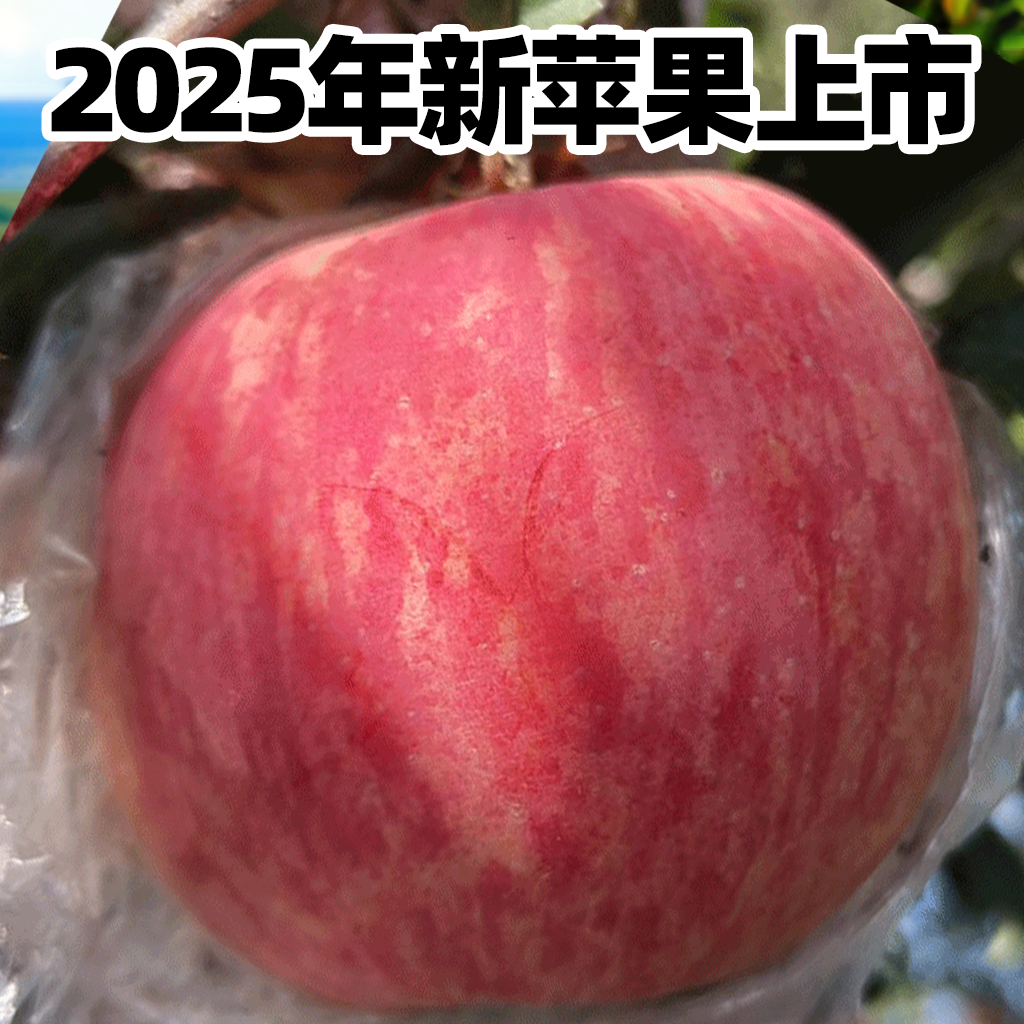 嘎啦苹果山西农家自产自销