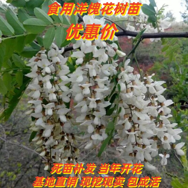 刺槐洋槐庭院行道绿化庭院