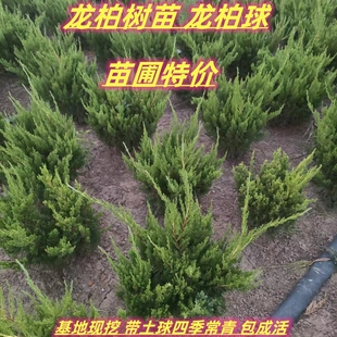 龙柏树苗 龙柏球 黑松树苗 白皮松 庭院行道篱笆围栏绿化四季长青