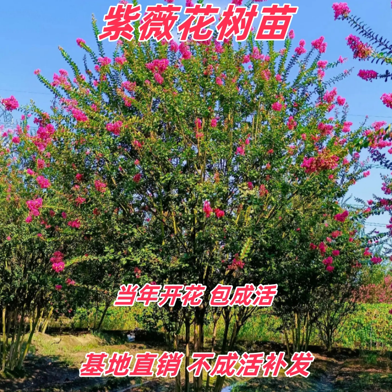 紫薇花树苗庭院绿化观赏风景树
