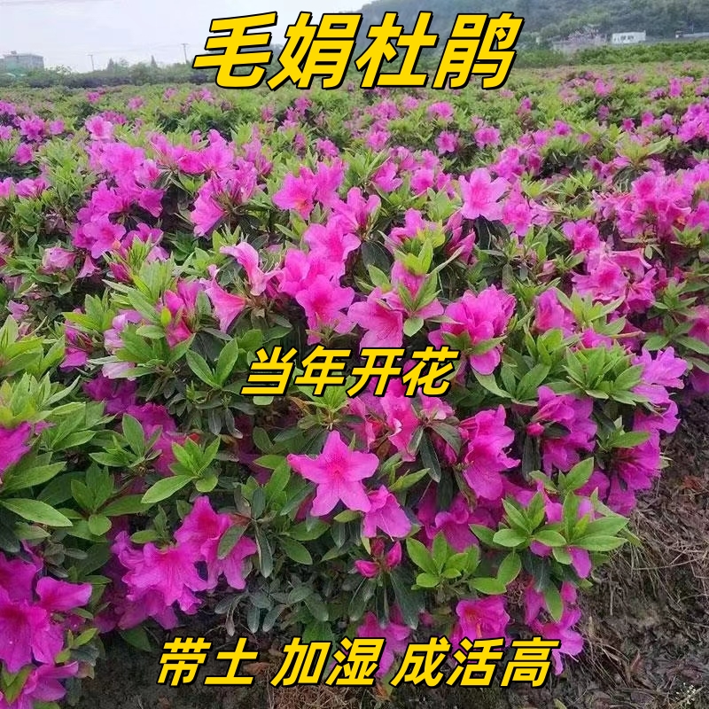 毛鹃苗毛杜鹃树苗四季常青庭院绿化苗木花园植物园林夏鹃花卉毛娟