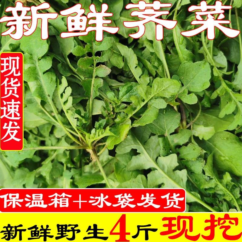 荠菜野菜新鲜包邮4斤 地菜齐菜野生现挖鲜荠菜水饺陷小叶天然蔬菜 水产肉类/新鲜蔬果/熟食 荠菜 原图主图