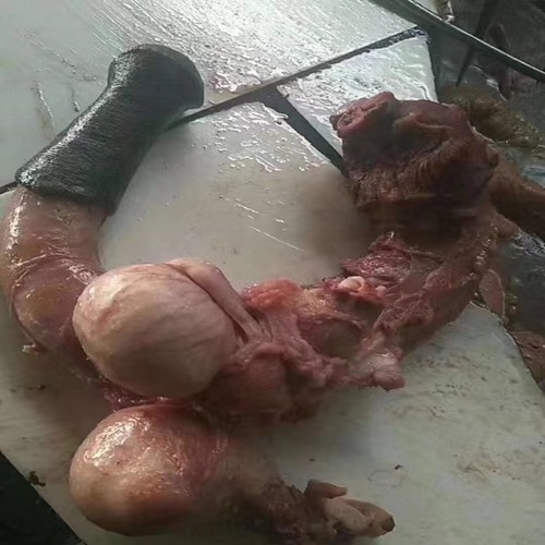 新鲜驴鞭熟食整根泡酒滋补男配方