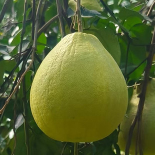 湖南永州特产香柚 纯甜沙田柚农家冰糖柚老树柚子新鲜水果皮薄柚