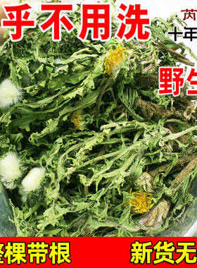 芮蒲野生蒲公英茶整根株正品特新鲜晒干货级女性婆婆丁带中草材浦