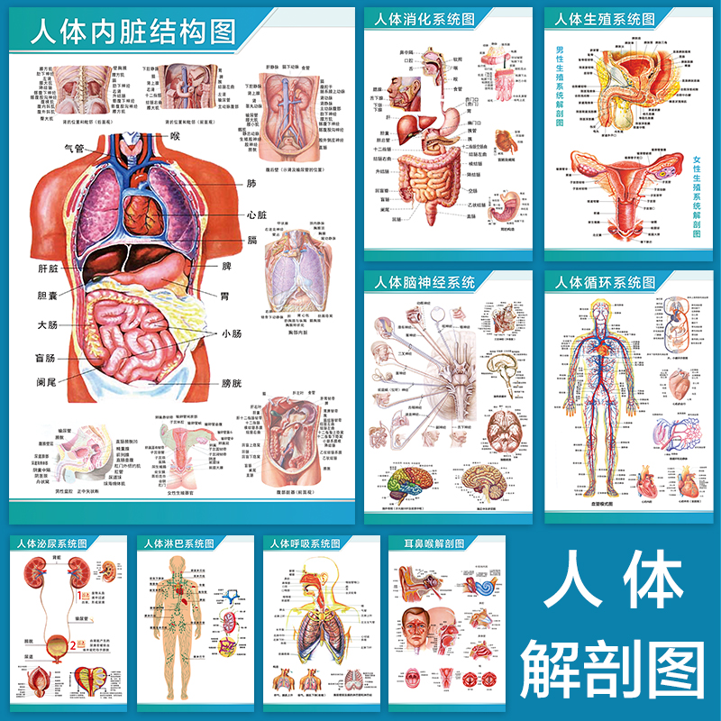 结构图解剖图人体系统内脏分布图