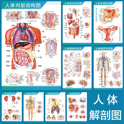 结构图解剖图人体系统内脏分布图