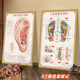 人体耳部全息图手足部反射区挂图经络穴位图墙贴中医养生宣传海报