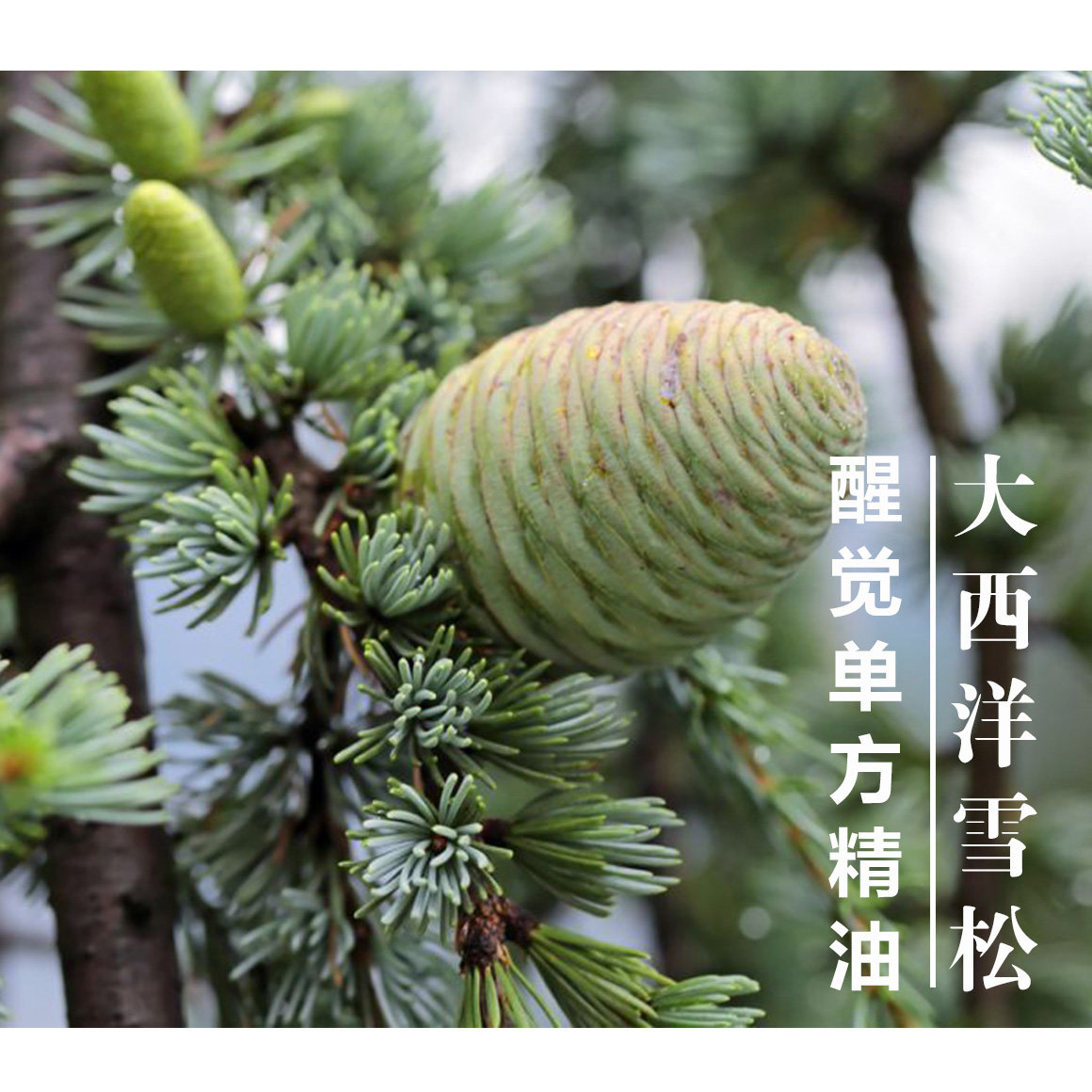 醒觉甄选精油大西洋雪松 引梦 油性肌头皮养护10ml