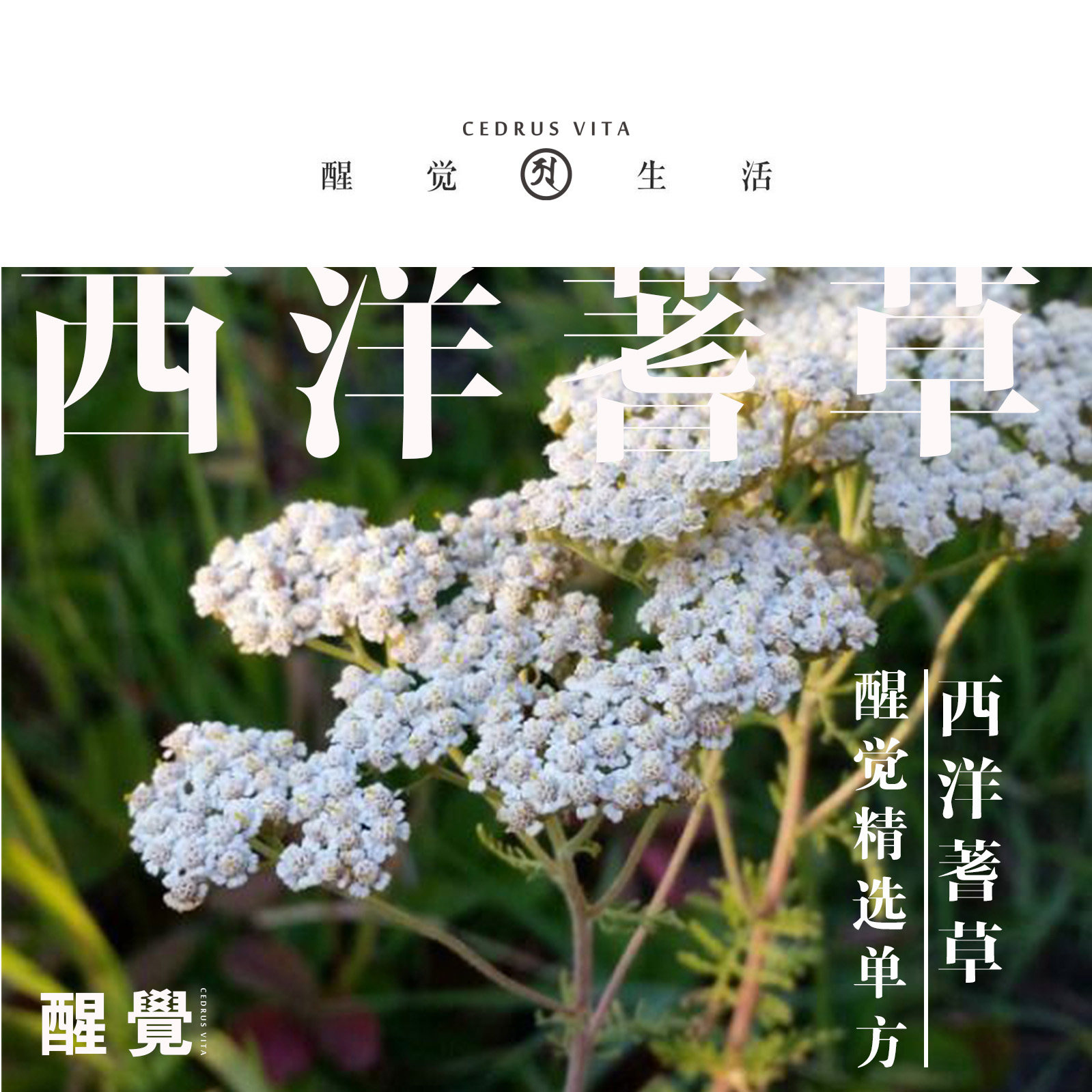 醒觉神圣植物 西洋蓍草纯精油 匈牙利精选 精油玩家入 10ml