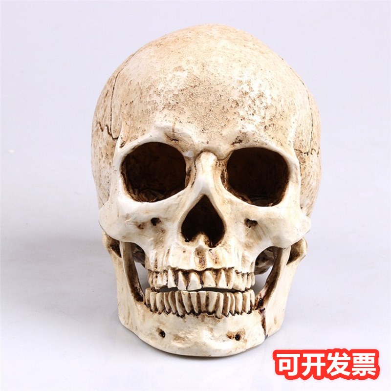 密室逃脱 人类医学头骨万圣节恐怖密室逃脱影视道具真人比例树脂骷髅头盖骨 图片价格品牌报价 原仓数据