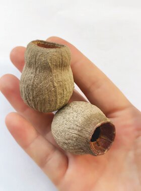 招财咕嘟果豌豆果烟斗果进口僵尸果射手果干果装饰家居抖音礼品