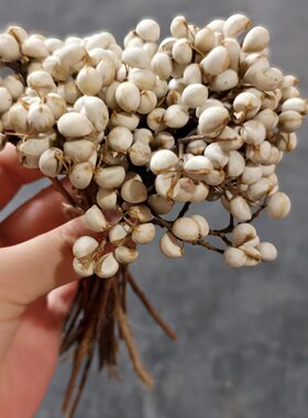 小白果批发干花装饰森系干花果花环材料永生小花束1公斤