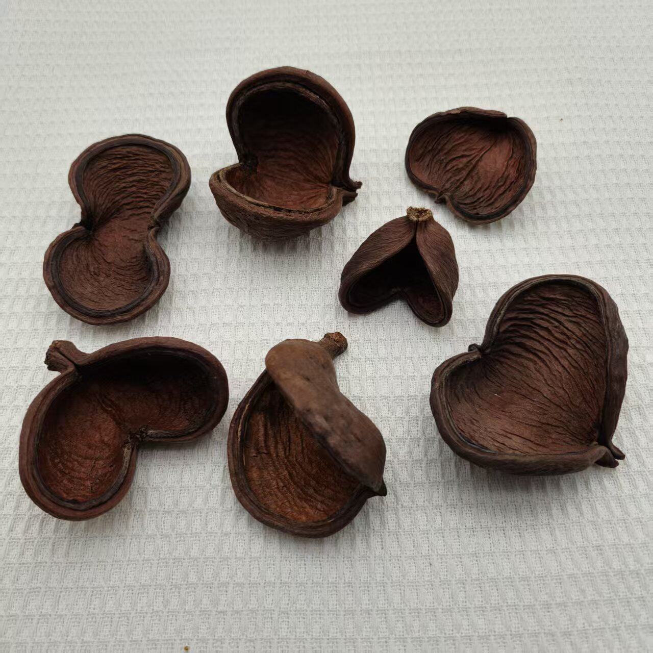 【大苹婆】森系植物相框花环装饰手工材料天然大果壳果实茶室布置