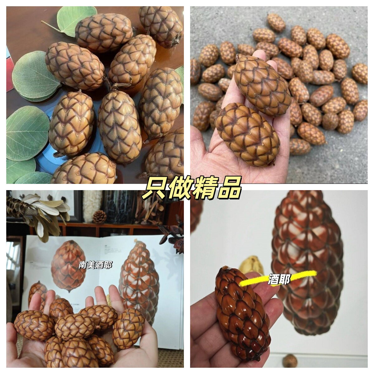 【酒椰果】棕榈科被有鳞片天然植物标本果子diy手工材料装龙鳞果