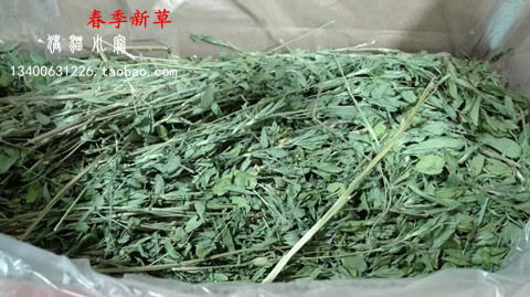 厦门宠物店 紫花 苜蓿草 幼兔 兔子龙猫荷兰猪 主食牧草毛重1kg