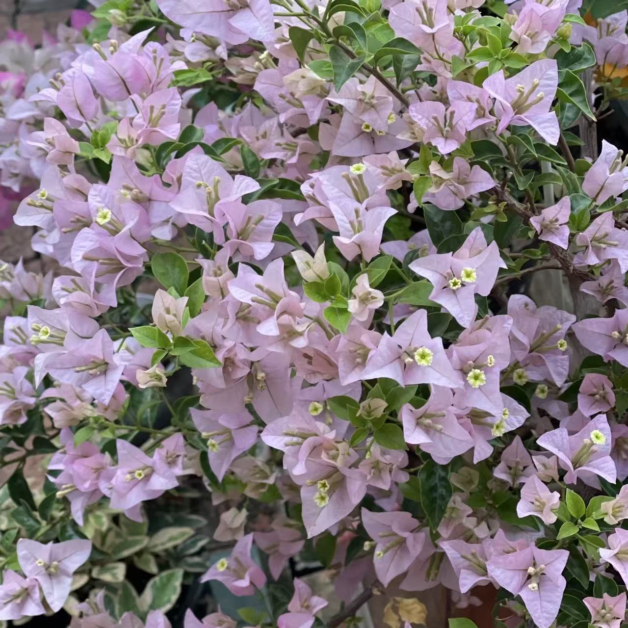 苹果花三角梅勤花好养