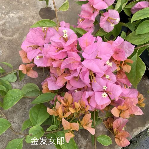 【金发女郎】三角梅小苗袋苗花卉室内室外勤花品种