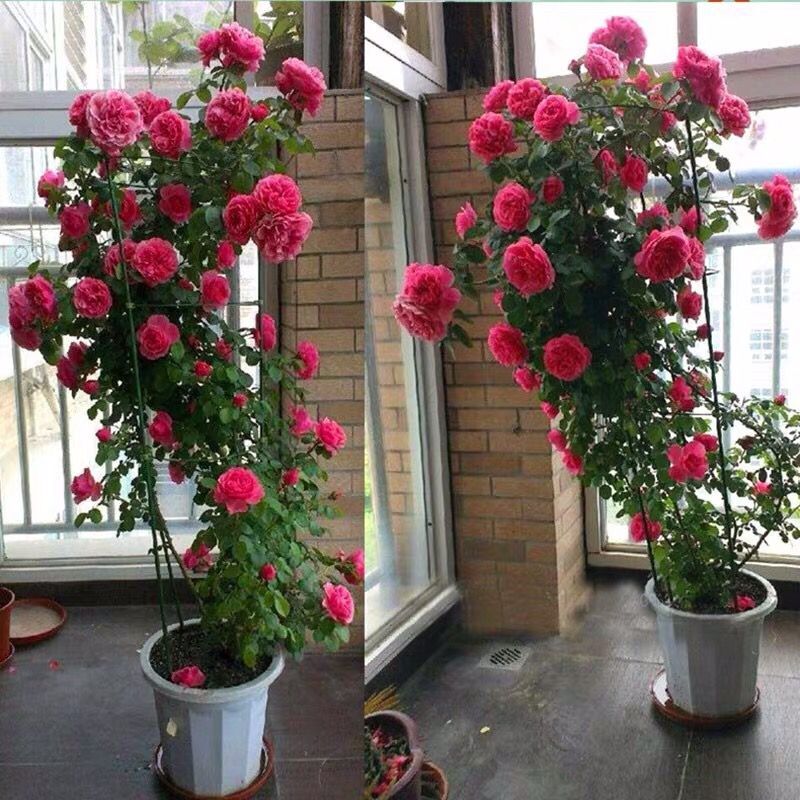 藤本月季大苗 庭院爬藤植物欧月花苗玫瑰蔷薇四季开花盆栽阳台
