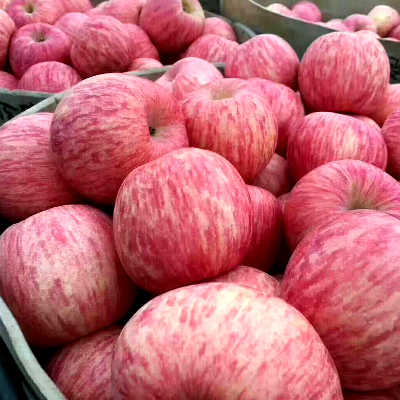 新鲜烟台苹果大果10山东栖霞红富士萍果脆甜多汁整箱80#5斤果包邮