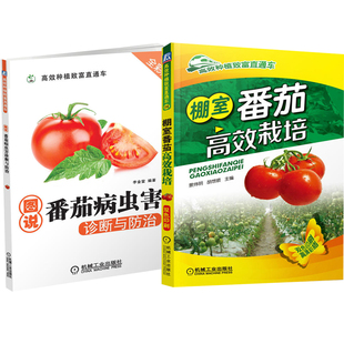 棚室番茄高效栽培+图说番茄病虫害诊断与防治 番茄种植技术书农业种植技术大全书籍 西红柿栽培技术 大棚蔬菜栽培 番茄病虫害防治