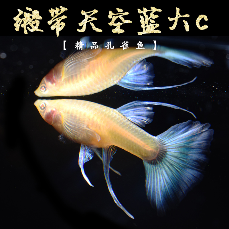 天空蓝缎带大c孔雀鱼 稀有品种 纯种孔雀鱼 玩家孔雀