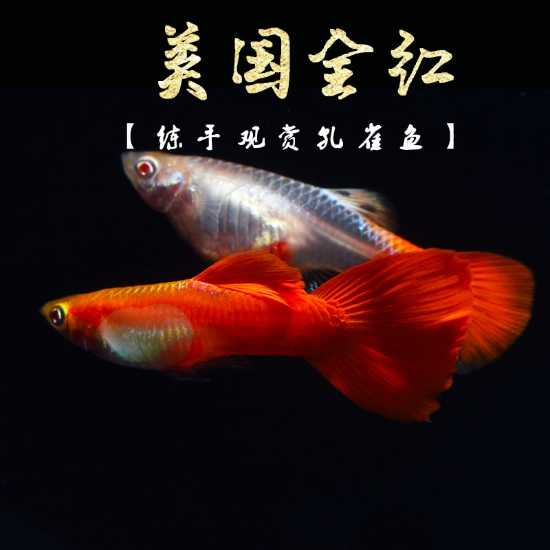 美国全红 练手级孔雀鱼热带小型淡水观赏鱼生小鱼仔活体观赏鱼