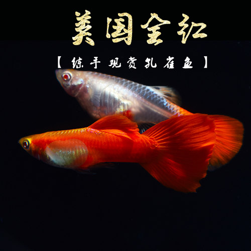 美国全红练手热带小型淡水孔雀鱼