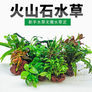 火山石定植集锦淡水鱼缸装 饰水草懒人造景水榕莫斯前景中后景水草