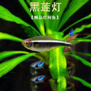 黑莲灯鱼黑灯管小型观赏鱼水草缸黑灯科活体淡水群游霓虹活体热带