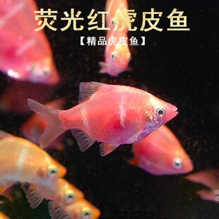 虎皮鱼红虎皮红荧光红虎皮四间小型热带观赏鱼活体草缸鱼群游 包邮