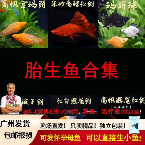 金银皮球观赏新手鱼草缸黑玛丽
