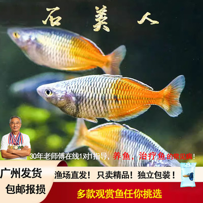 石美人鱼热带红苹果鱼美人鱼