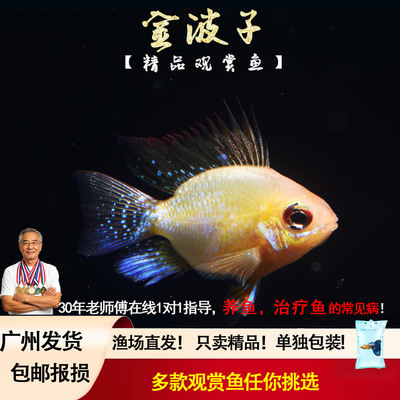 淡水草缸活体小型观赏鱼