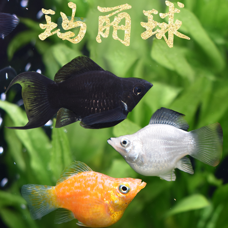 胎生鱼活体玛丽球型包邮