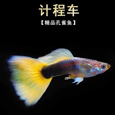 孔雀鱼计程车黄礼服德国血统纯种孔雀鱼观赏鱼热带鱼精品凤尾鱼