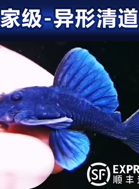玩家级南美纯种精品异形清道夫鱼豹纹黄金热带淡水小型冷水观赏鱼