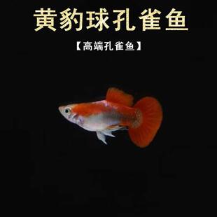 孔雀鱼活鱼黄豹球球体孕母临产鱼苗观赏鱼热带鱼观赏鱼小型