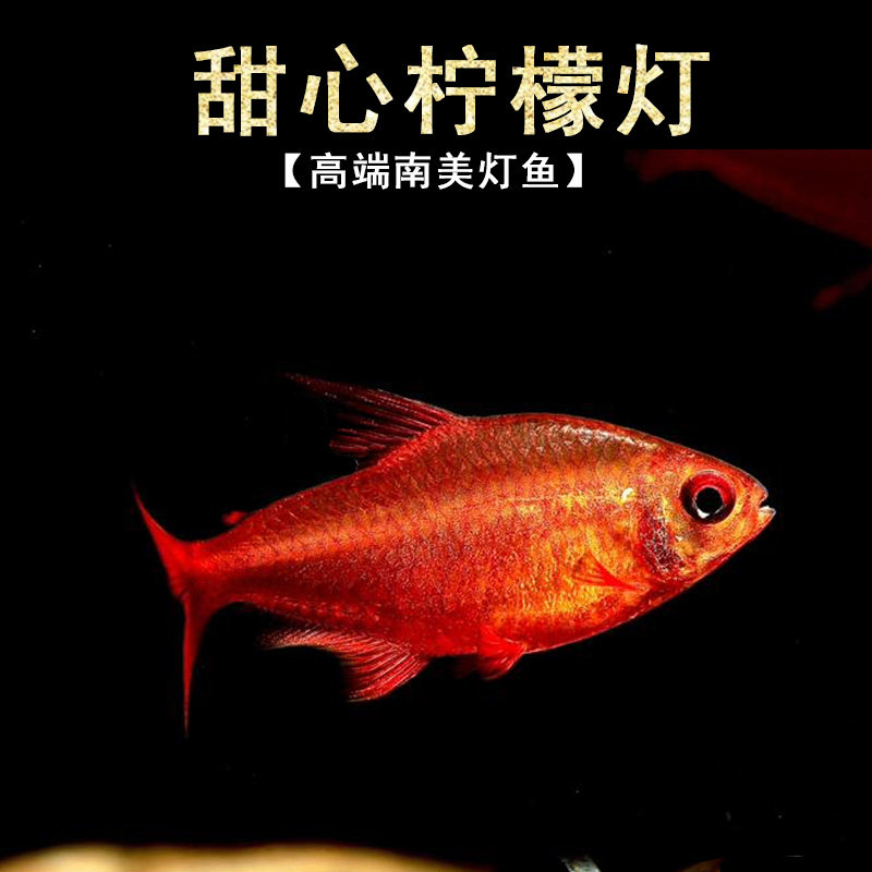甜心柠檬灯鱼巴西进口超级甜心檸檬燈热带观赏鱼水草缸群游活体鱼