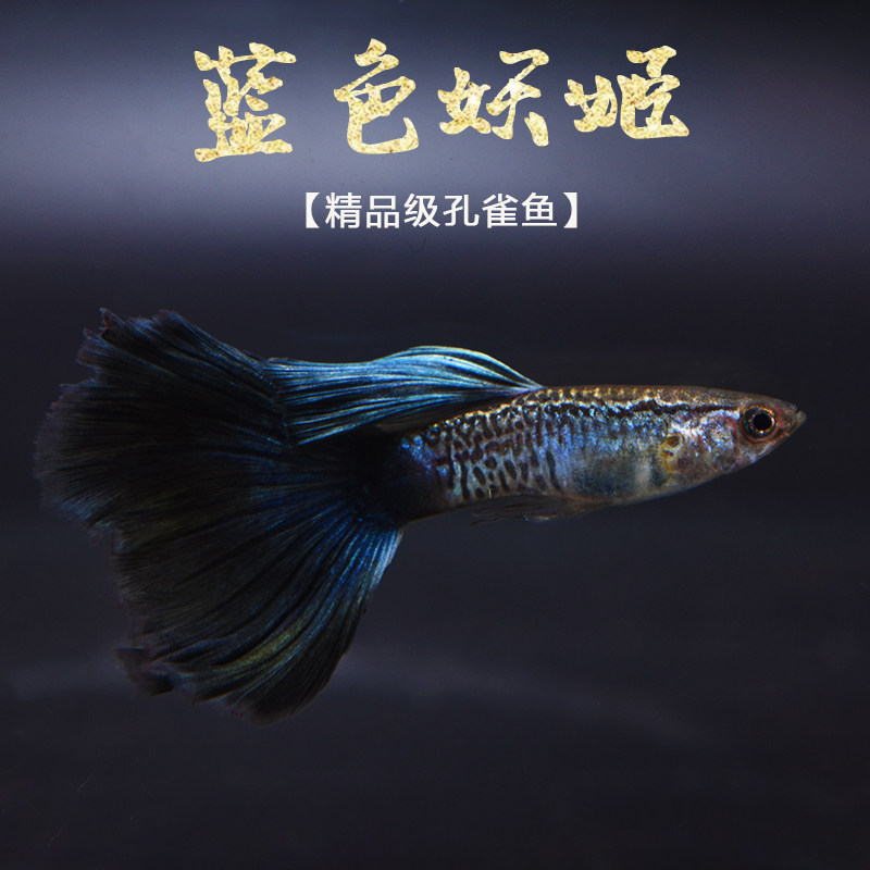 蓝色妖姬 纯种蓝色妖姬孔雀鱼胎生鱼活体热带观赏鱼缸精品淡水鱼