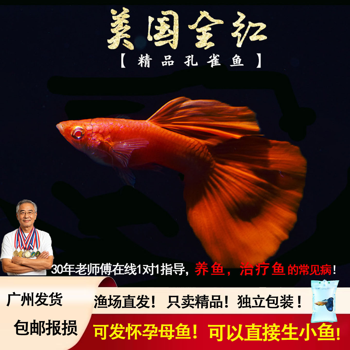 孔雀鱼 美国全红 孔雀鱼 纯种怀孕孔雀鱼缎带孔雀鱼孔雀鱼活体热