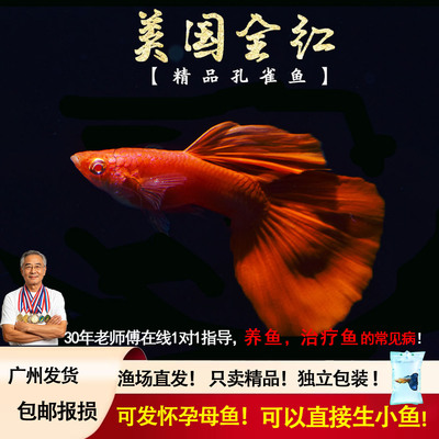 美国全红纯种怀孕缎带活体孔雀鱼