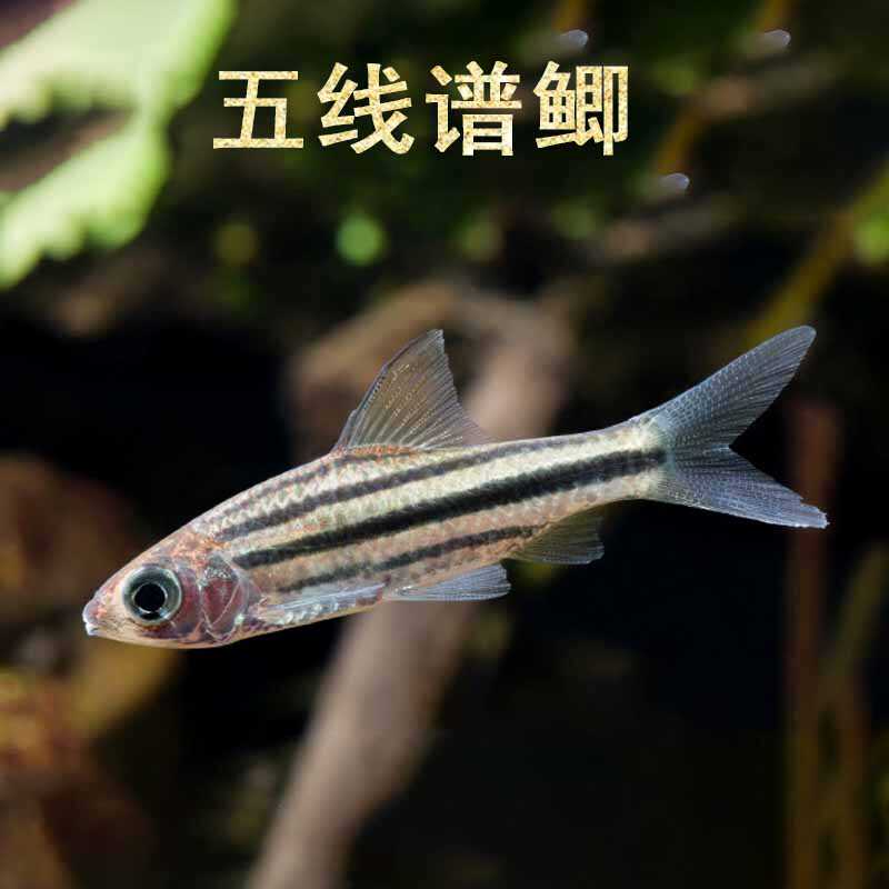 荧光活体泰国邮差紫红热带观赏鱼