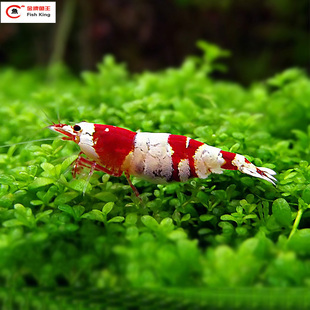 精品红白水晶虾活体 鱼缸水族箱水草缸观赏虾清绿藻 工具除藻虾