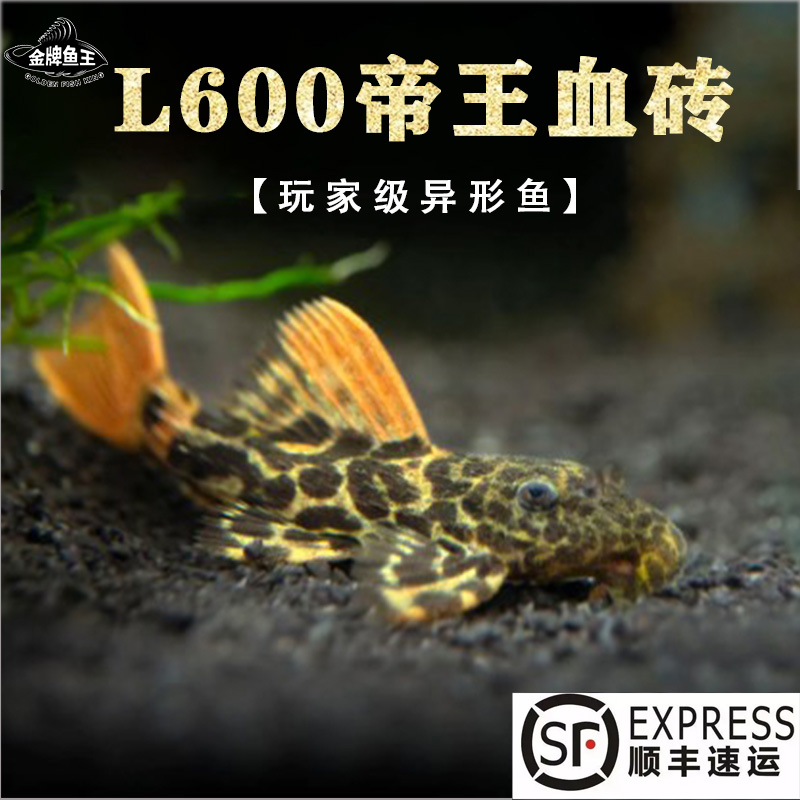 l600帝王血钻异形鱼南美热带鱼观赏鱼淡水底层鱼除藻工具鱼清道夫