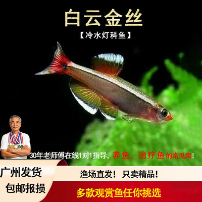 白云金丝鱼斑马鱼冷水鱼灯鱼小型鱼原生鱼红尾灯科鱼不加温观赏鱼